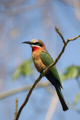 White-fronted Bee-eater, South Africa