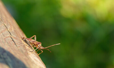 pluskwiak na zielonym tle © Michał Gantkowski