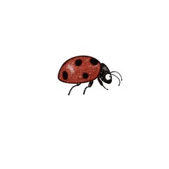 Illustration with red bug on white background. Insect print with beetle ladybug for kids design, textile, fabric, wallpapers, paper, books, nursing. Isolated 