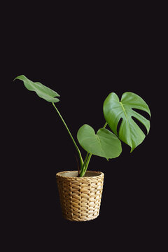 monstera tree in vase wicker basket dicut png with path line, Plants interior beautiful fresh tree wood flowers wooden table office nature