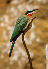 White-fronted Bee-eater, South Africa