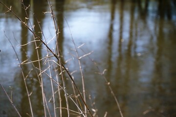 Trockene Schilfgrasäste vor Flusslandschaft mit Baumstamm- und Sonnenspiegelung im Wasser bei Sonne im Frühling 