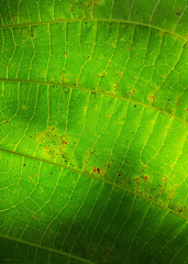 Fototapeta na wymiar closeup a green leaf texture under sunlight