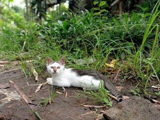 Naklejka na ściany i meble tabby cat on the grass