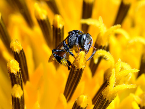 Stingless bee and sunflower