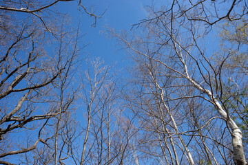 Fototapeta na wymiar Looking up at the branches of deciduous trees in spring with a blue sky in the background