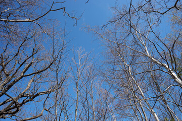 Looking up at the branches of deciduous trees in spring with a blue sky in the background