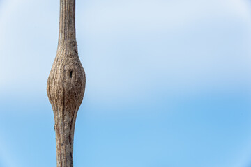 Dry plant stem on a blue background (copy space).