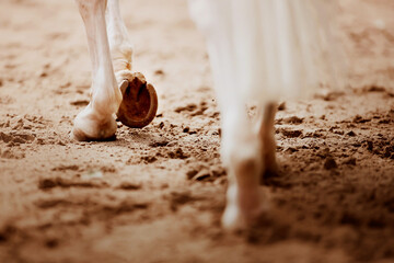 A gentle, beautiful, elegant white horse with a long tail, steps with shod hooves on the sand in...