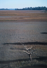 Expansive View of a South Carolina Salt Marsh