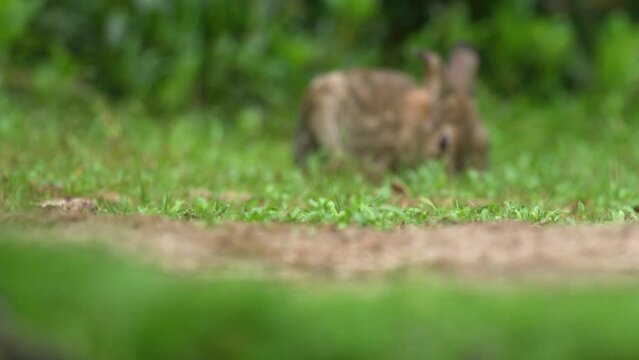 Focus pull from puffy Great Tit to rabbit eating grass in lush green garden