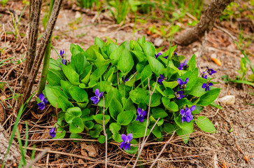 Viola odorata. Scent-scented. Violet flower forest blooming in spring. Wild violets in nature.