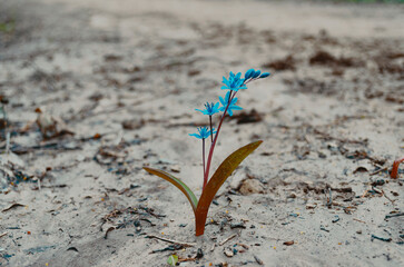 Scilla - purple delicate flower in the middle of a forest path