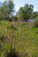 Fototapeta na wymiar Cespuglio di canne con erba e alberi sulla sponda del fiume Ticino