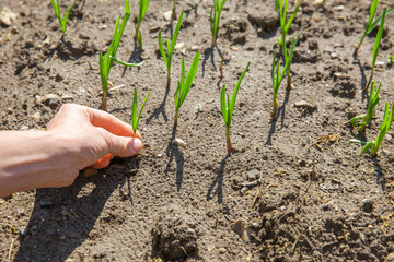 Eine Frau setzt im Frühling Zwiebeln ein