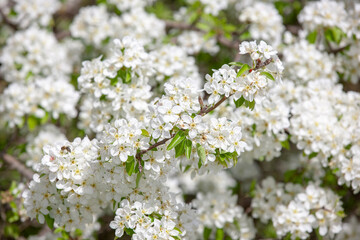 Weisse Kirschblüten als Hintergrund