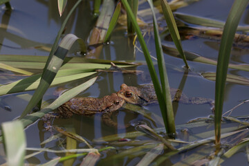 Toads in the breeding season in a pond