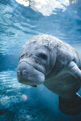 Manatee in the water (Crystal RIver)