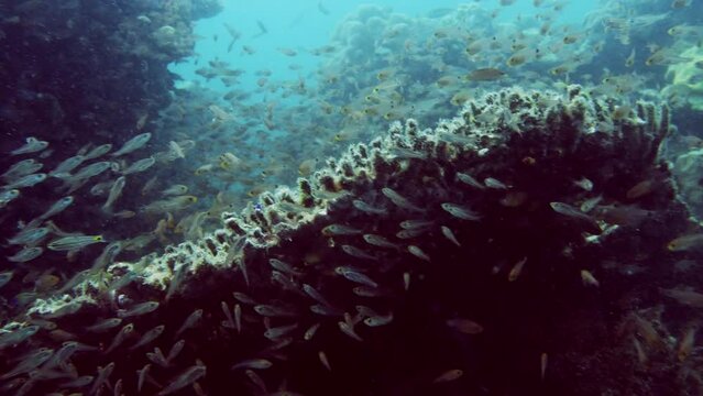 Underwater footage. Raja Ampat