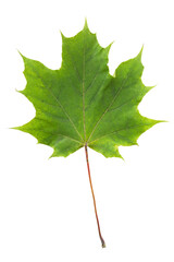 Maple leaf isolated