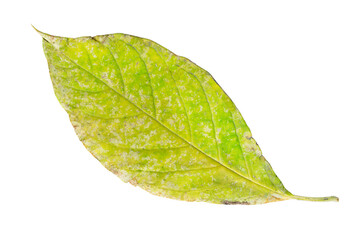 Fototapeta na wymiar Bird cherry leaf isolated