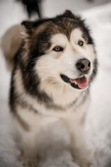 Selective focus on head of big shaggy dog on blurred background.