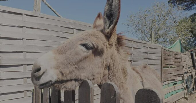 close up donkey clip, shot in raw and with minimal color adjustments, giving a greater dynamic range.