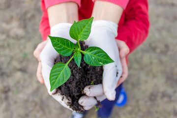Women's and child's hands hold paprika plant with earth. Early spring planting.