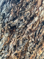 Gnarly bark texture