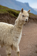 Cute Peruvian alpaca in the mountains area, Cusco Province, Peru