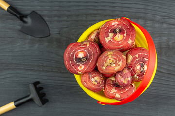 Flower bulbs, gladioli and a gardener's tool on a wooden table background.