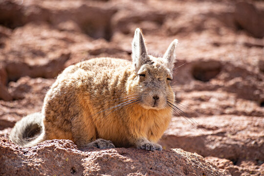 Cute wild chinchilla (vizcacha) at Bolivian Altiplano desert, Uyuni, Bolivia