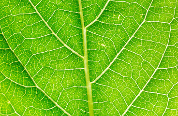 green macro leaf,Green leaves background. Leaf texture,background texture green leaf structure macro photography