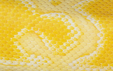 Macro yellow snake scale texture,close up view of golden python (Python bivittatus) skin...