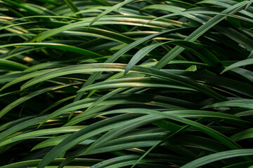 Tropical green monstera and palms leaf background 