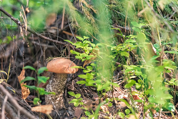 The mushroom is hiding under the tree.