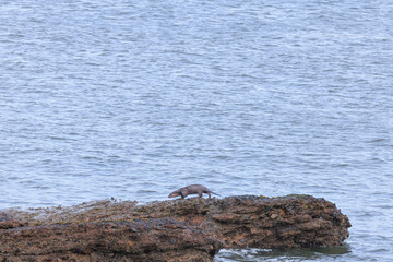 Otter hunting on a rock surrounded by water along the Scottish coast