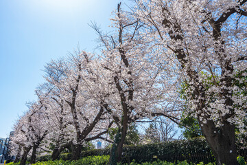 神田川沿いの桜　満開