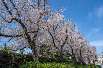 神田川沿いの桜　満開