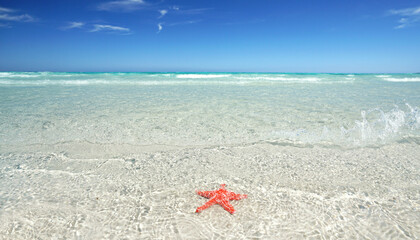 beautiful beach with red star fish