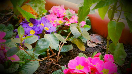 Big flower pot in garden courtyard