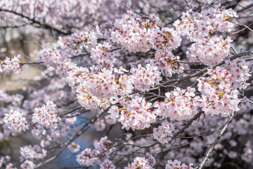 神田川沿いの桜　満開