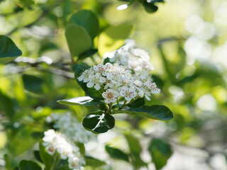 Aronia prunifolia 'Viking'  | Gros plan sur bouquet de fleurs blanches et rosées en corymbe...