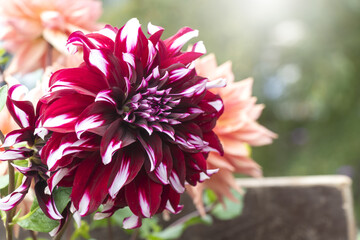 close up of beautiful Dahlia flower in red color for garden decoration in summer season.  