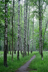 Fototapeta premium birch trees forest and road, green natural background. Rustic summer landscape with green foliage birches and white-black trunks.