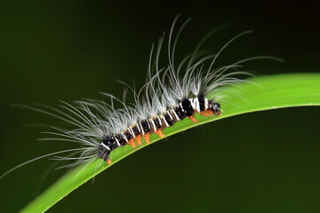 Hairy caterpillar on a leaf.