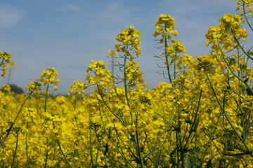 Obraz premium Bright yellow rapeseed field. Blooming rapeseed