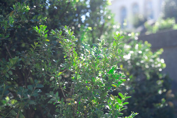 Fototapeta na wymiar Green bush plants in sunlight in garden closeup