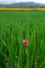 Red poppy in a green field
