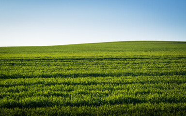 Green farm field in spring in Burgenland